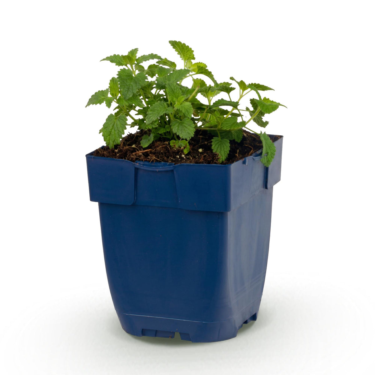 Kattenkruid faassenii Snowflake, met witte bloemen, groene bladeren