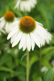 Echinacea p. &