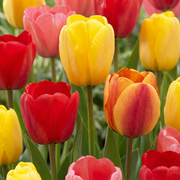 Darwin hybride tulpen mix in bloei