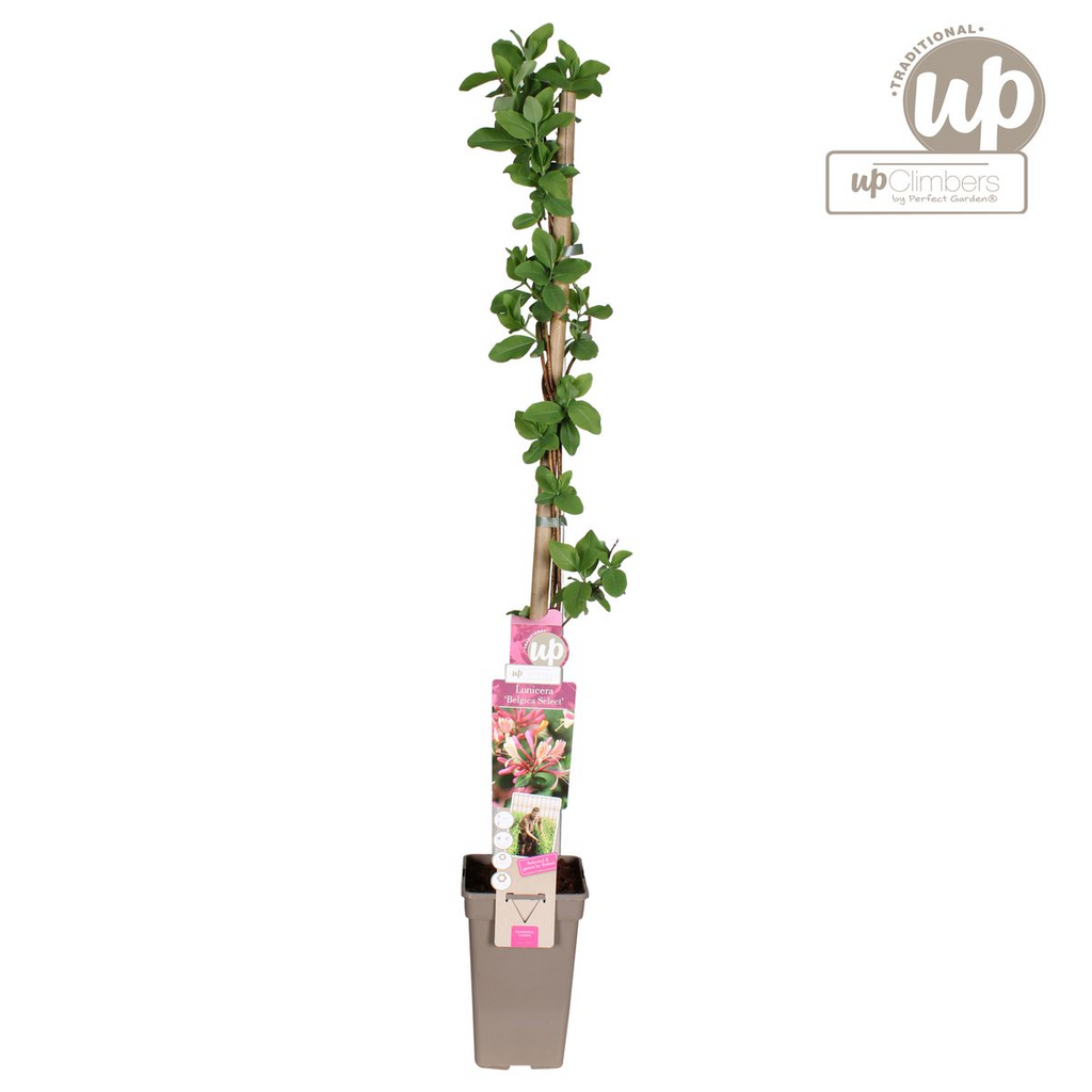 Productafbeelding van Pureplant