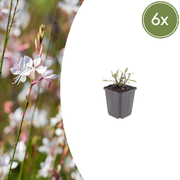 Gaura l. &
