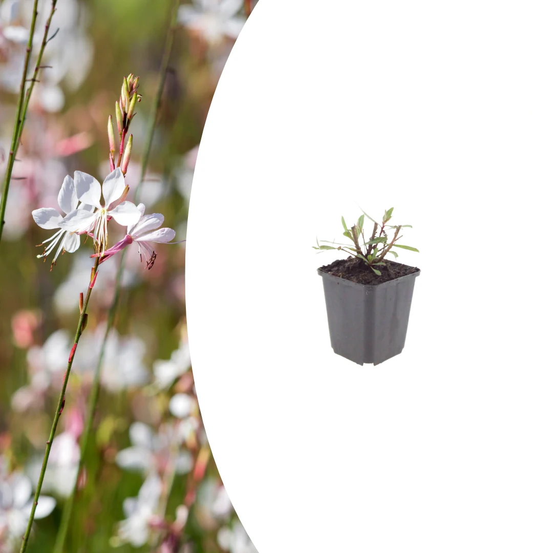 Gaura l. 'Whirling Butterflies', sierlijke plant