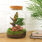 Productfoto van DIY Planten terrarium met licht - Milky - Met hark en schep