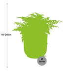 Detailfoto van Asplenium Parvati in ELHO Vibes Fold 14cm roze