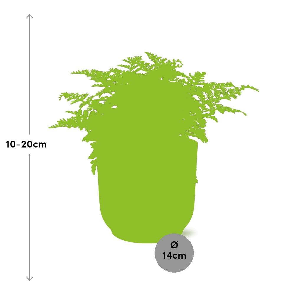 Detailfoto van Asplenium Parvati in ELHO Vibes Fold 14cm roze