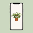 Asplenium Parvati, groeiwijze van de plant