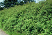 Symphoricarpos ch. &