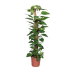 Detailfoto van Epipremnum Pinnatum Mosstok Scindapsus