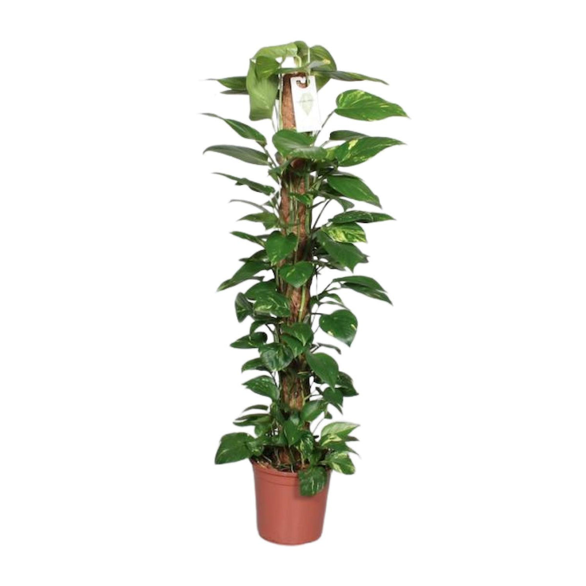 Detailfoto van Epipremnum Pinnatum Mosstok Scindapsus
