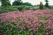 Geranium cant. &