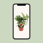Detailfoto van Monstera Monkey
