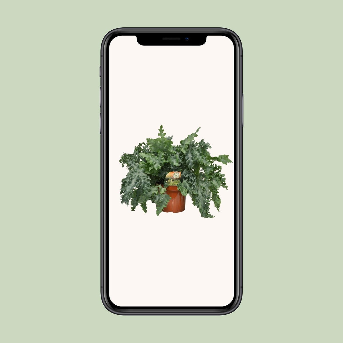 Phlebodium Davana, groene bladeren