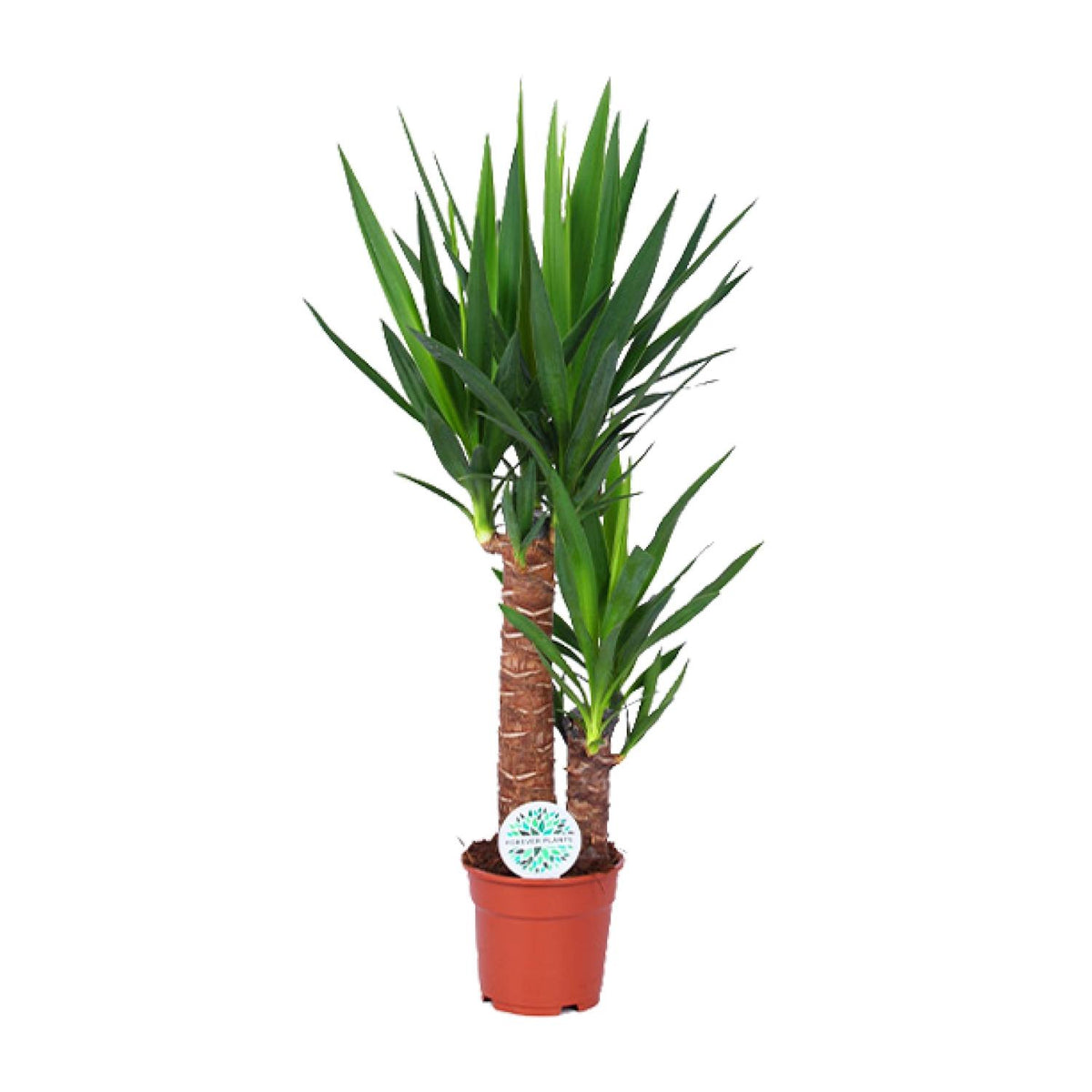 Yucca, detail van het blad