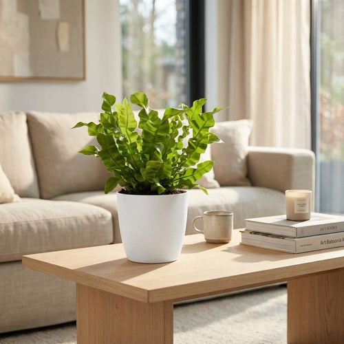Asplenium Crispy Wave met witte pot, plant in pot