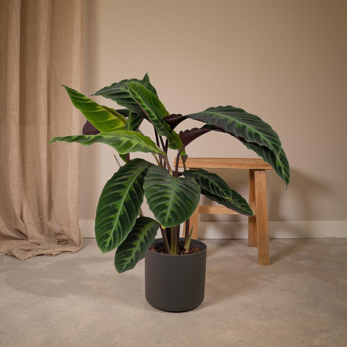 Calathea Warscewiczii - Pauwenplant, plant in pot