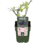 Detailfoto van Rubus fruticosus 'Thornless Evergreen' - Doornloze Braam