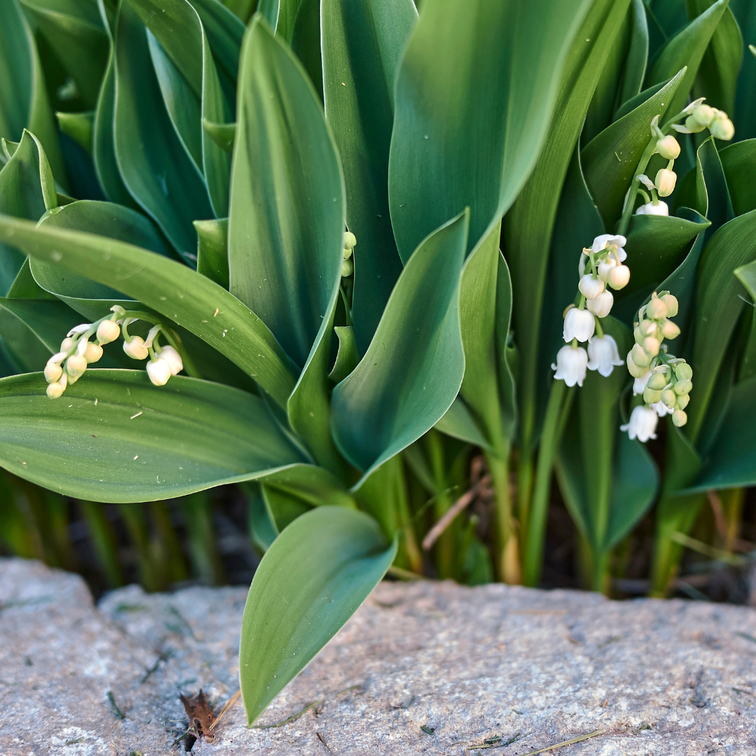 Convallaria majalis, compacte plant