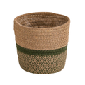 Basket Seagrass, plant in pot