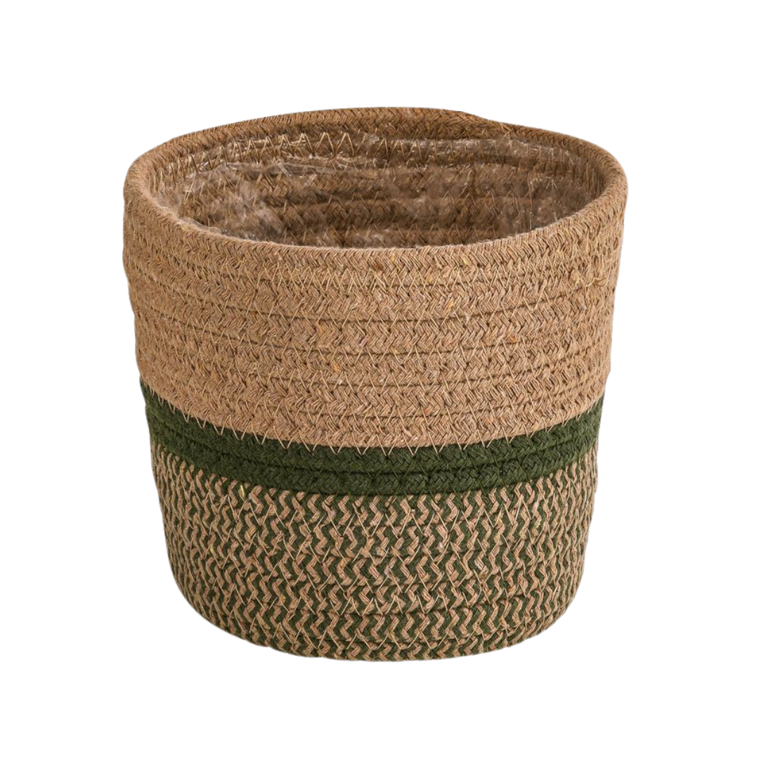 Basket Seagrass, plant in pot