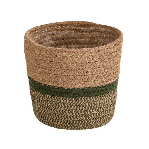 Basket Seagrass, plant in pot