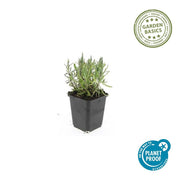 Lavandula ang. &
