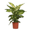 Productfoto van Dieffenbachia Mars