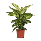 Productfoto van Dieffenbachia Mars