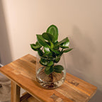 Productfoto van Clusia in Kingston glas
