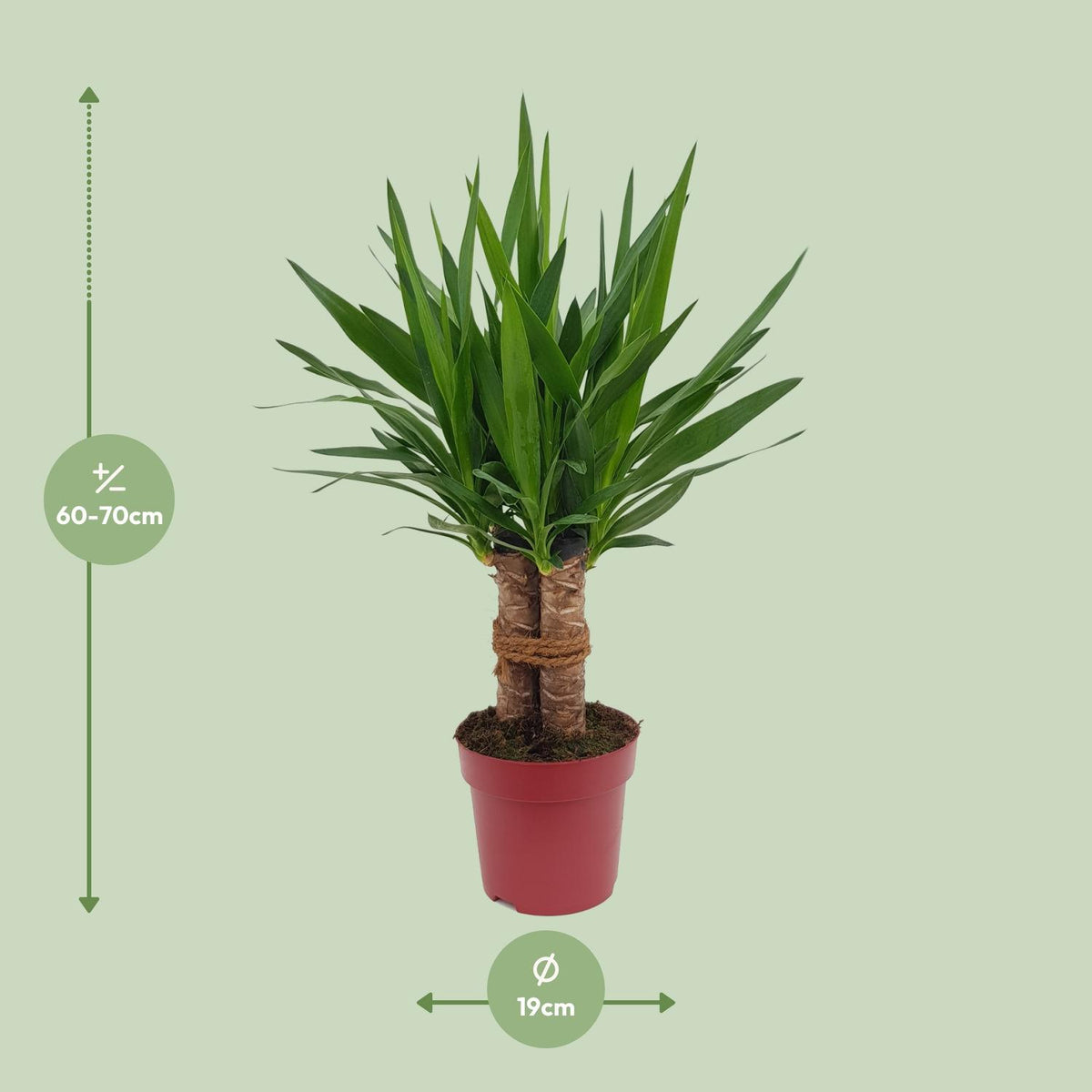 Detailfoto van Yucca "Tres Cañas" 30 Stam