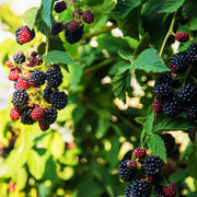 2x Rubus fruticosus Triple Crown - Zwarte Braam