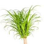 Beaucarnea Recurvata Stam, groene bladeren