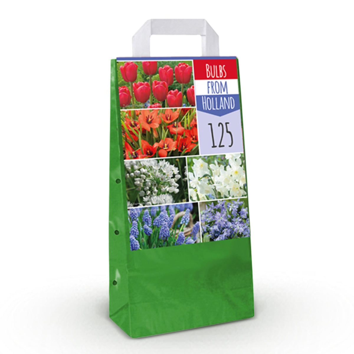 Bulbs From Holland, plant in pot