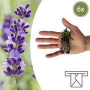 Lavendel Lavandula &