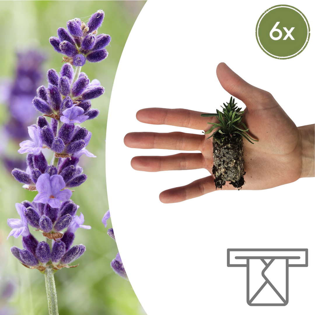 Lavendel Lavandula 'Hidcote', om zelf te kweken, 6 pluggen, kenmerkend blad