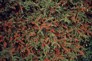 Cotoneaster horizontalis