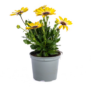 8x Osteospermum Ecklonis Mix