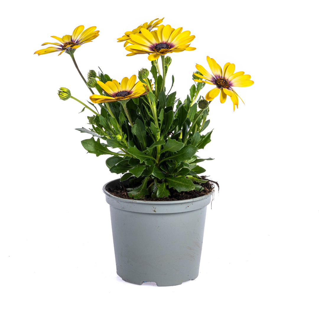 8x Osteospermum Ecklonis Mix, groene bladeren