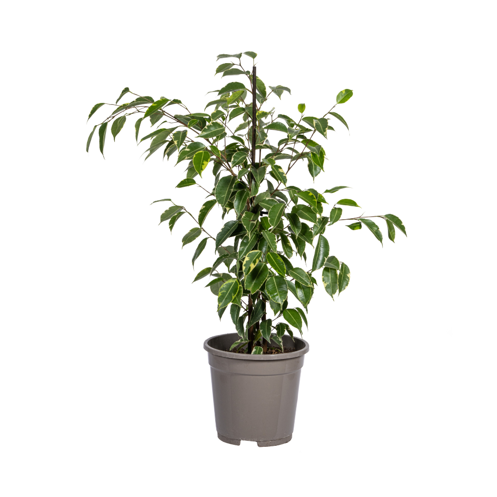 Productafbeelding van Pureplant