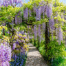 Wisteria floribunda Prolific