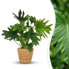 Philodendron Lickety Split met Mand, detail van het blad