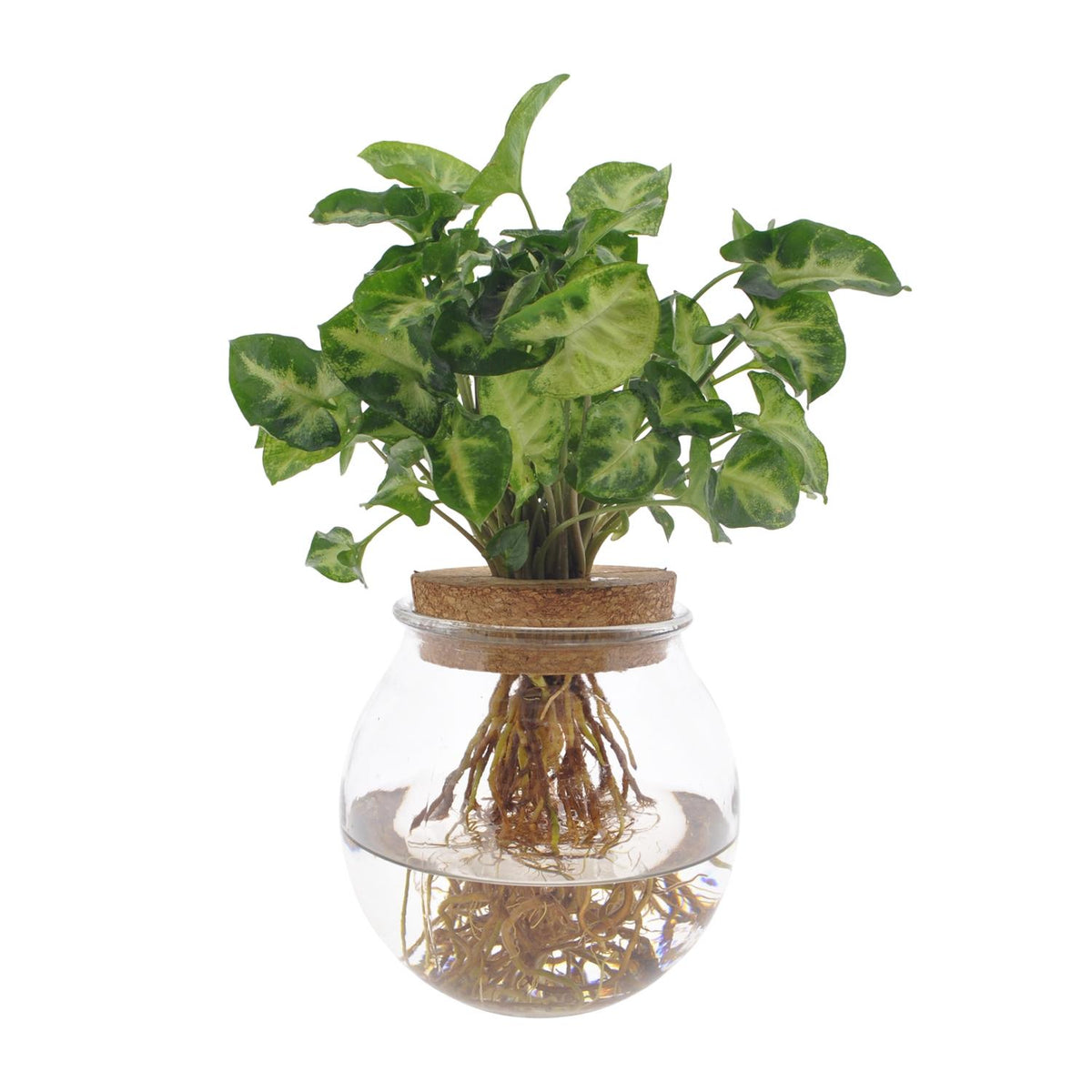Productfoto van Syngonium Pixie
