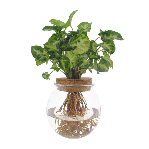 Syngonium Pixie