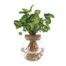 Syngonium Pixie