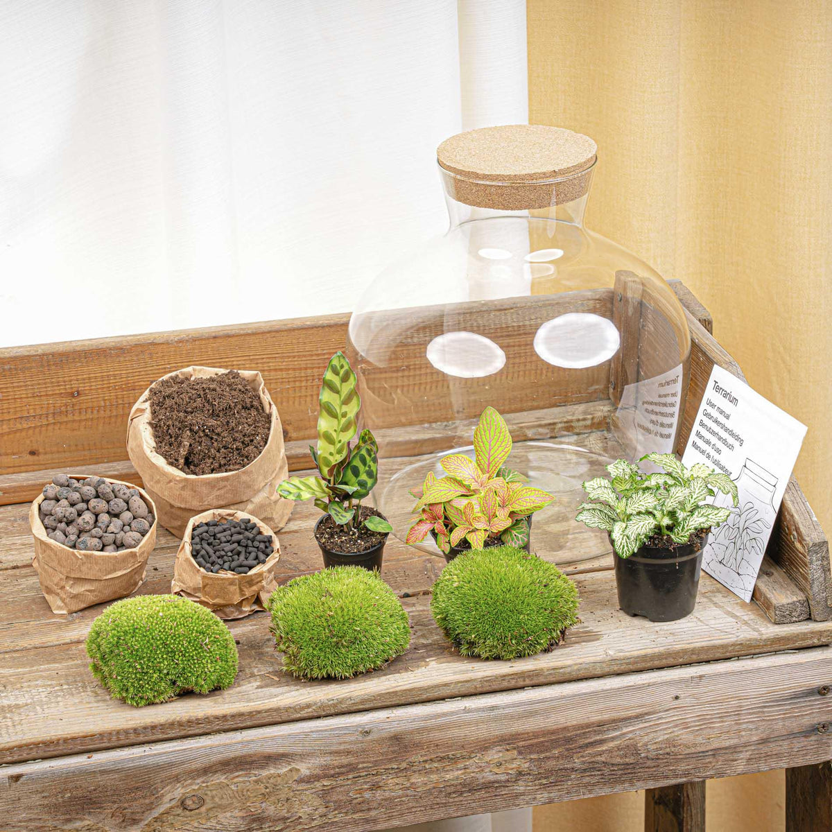 DIY plantenterrarium met licht, Fat Joe Red, kenmerkend blad