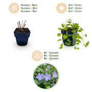 Driekleurige maagdenpalm Vinca minor tricolour, 12 planten