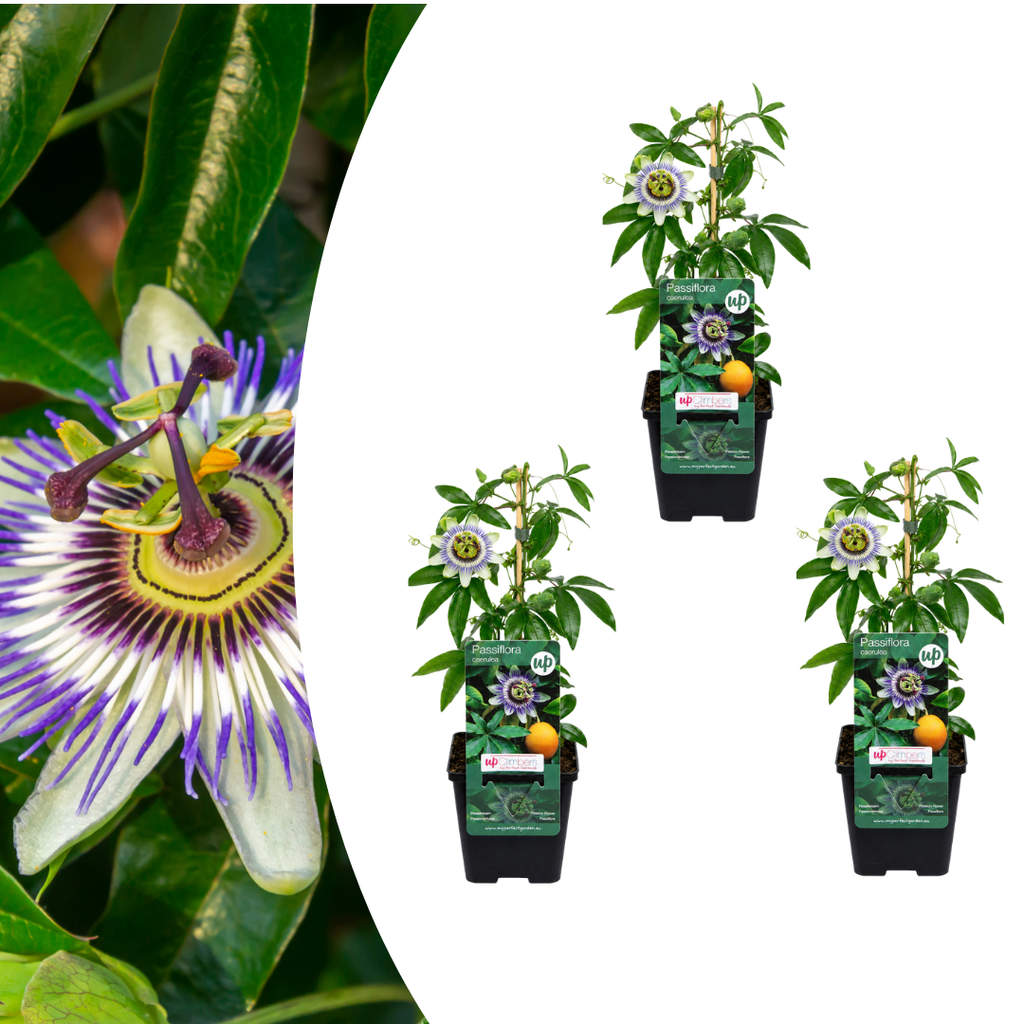 Passiebloem Passiflora caerulea, klimplant, P9 pot, plant in pot