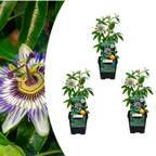 Passiebloem Passiflora caerulea, klimplant, P9 pot, plant in pot