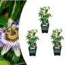 Passiebloem Passiflora caerulea, klimplant, P9 pot