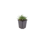 Armeria m. &