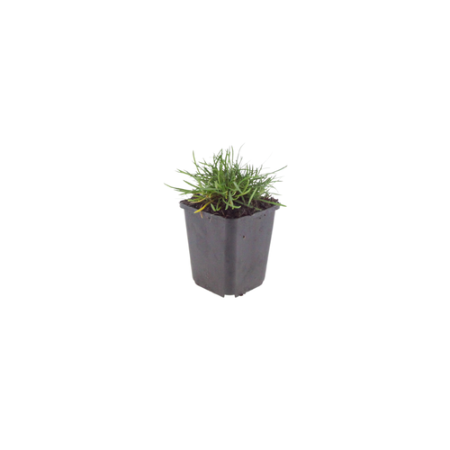 Armeria m. 'Splendens', plant in pot